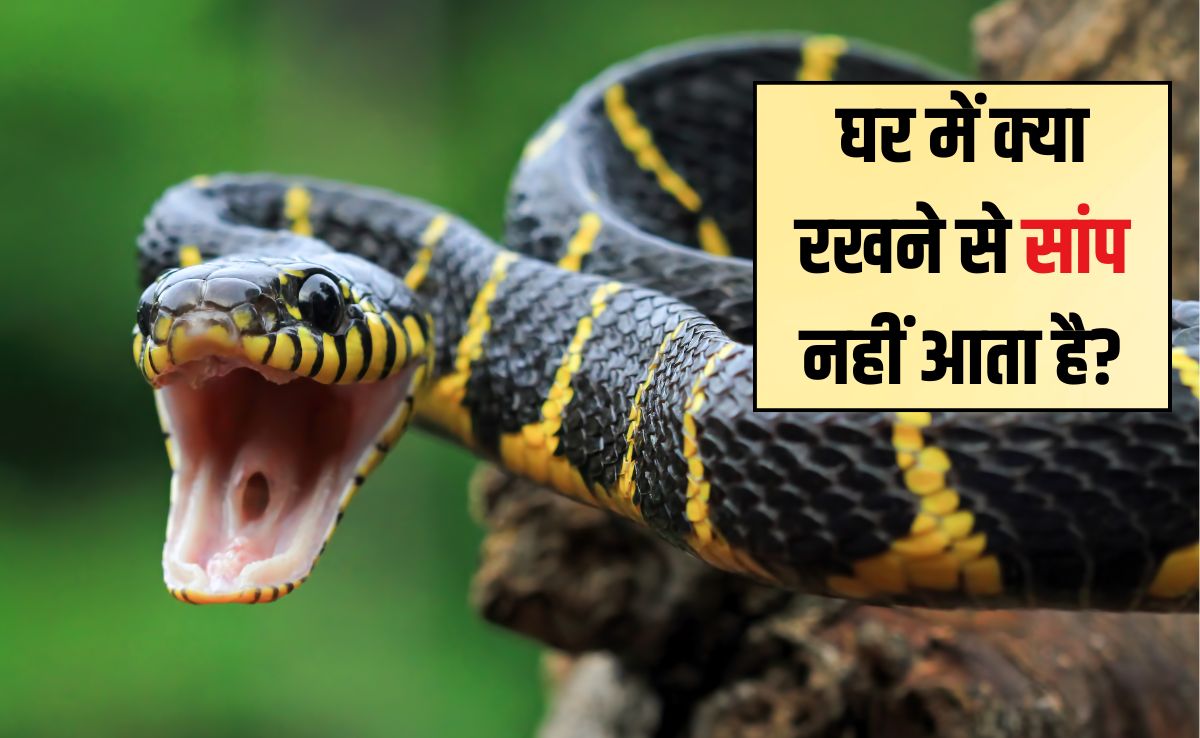 घर में क्या रखने से सांप नहीं आता है? आखिर सांप के ऊपर क्या डालने से वह तुरंत भाग जाता है, जानें यहां