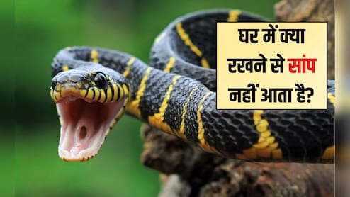 घर में क्या रखने से सांप नहीं आता है? सांप के ऊपर यह डालने से वह तुरंत भाग जाता है