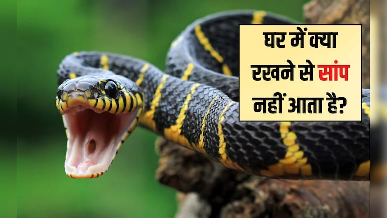 घर में क्या रखने से सांप नहीं आता है? सांप के ऊपर यह डालने से वह तुरंत भाग जाता है