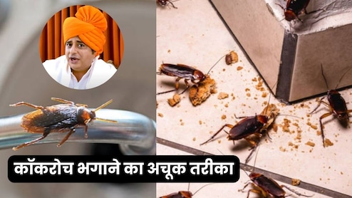 कॉकरोच से हैं परेशान? आजमाएं सन्यासी आयुर्वेदा का ये अचूक तरीका, 5 साल तक लौटकर नहीं आएंगे तिलचट्टे