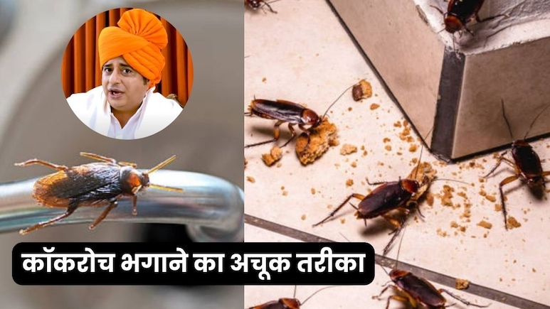 कॉकरोच से हैं परेशान? आजमाएं सन्यासी आयुर्वेदा का ये अचूक तरीका, 5 साल तक लौटकर नहीं आएंगे तिलचट्टे