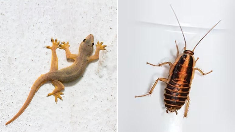 Natural Ways To Get Rid Of Cockroach And Lizards: घर में घुसने से भी डरेंगे छिपकली और कॉकरॉच, रोज करें ये आसान उपाय