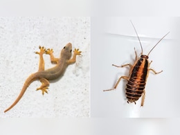 Natural Ways To Get Rid Of Cockroach And Lizards: घर में घुसने से भी डरेंगे छिपकली और कॉकरॉच, रोज करें ये आसान उपाय Natural Ways To Get Rid Of Cockroach And Lizards: घर में घुसने से भी डरेंगे छिपकली और कॉकरॉच, रोज करें ये आसान उपाय