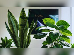 घर में एयर प्यूरिफायर का काम करते हैं ये प्लांट, पॉल्यूशन को कर देते हैं गायब घर में एयर प्यूरिफायर का काम करते हैं ये प्लांट, पॉल्यूशन को कर देते हैं गायब