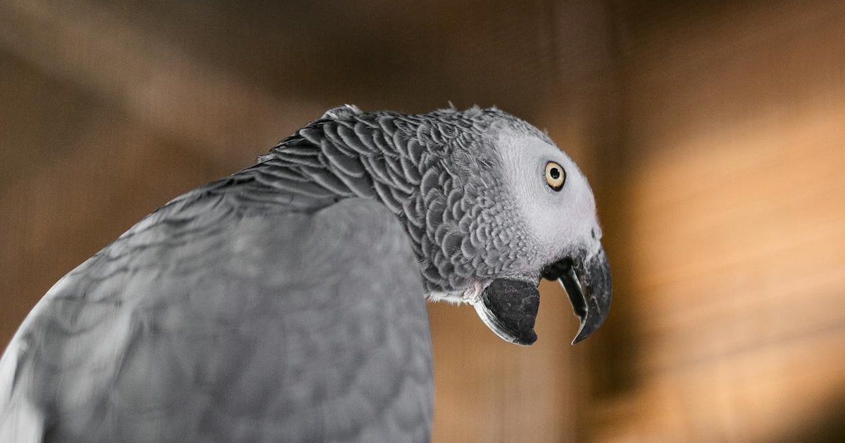 Meet One Of World's Most Intelligent Birds