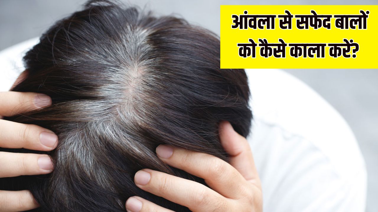 आंवला पाउडर में मिलाकर लगा लें ये 3 चीजें, एक-एक सफेद बाल हो जाएगा काला, एक्सपर्ट ने बताया जबरदस्त आयुर्वेदिक नुस्खा