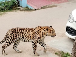 36-Year-Old Farmer Mauled To Death By Leopard In Maharashtra