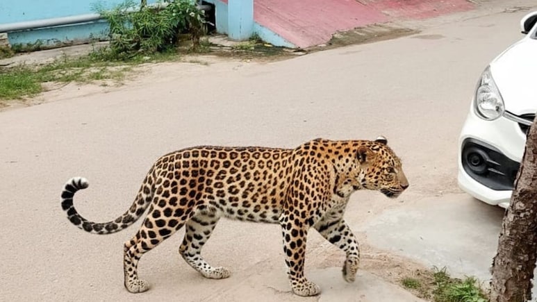 36-Year-Old Farmer Mauled To Death By Leopard In Maharashtra 36-Year-Old Farmer Mauled To Death By Leopard In Maharashtra