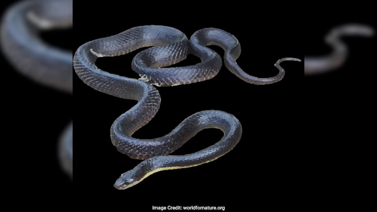 Drunk Man Bites Off Snakes Head After Attack In Andhra Pradesh, Sleeps Beside It Drunk Man Bites Off Snakes Head After Attack In Andhra Pradesh, Sleeps Beside It