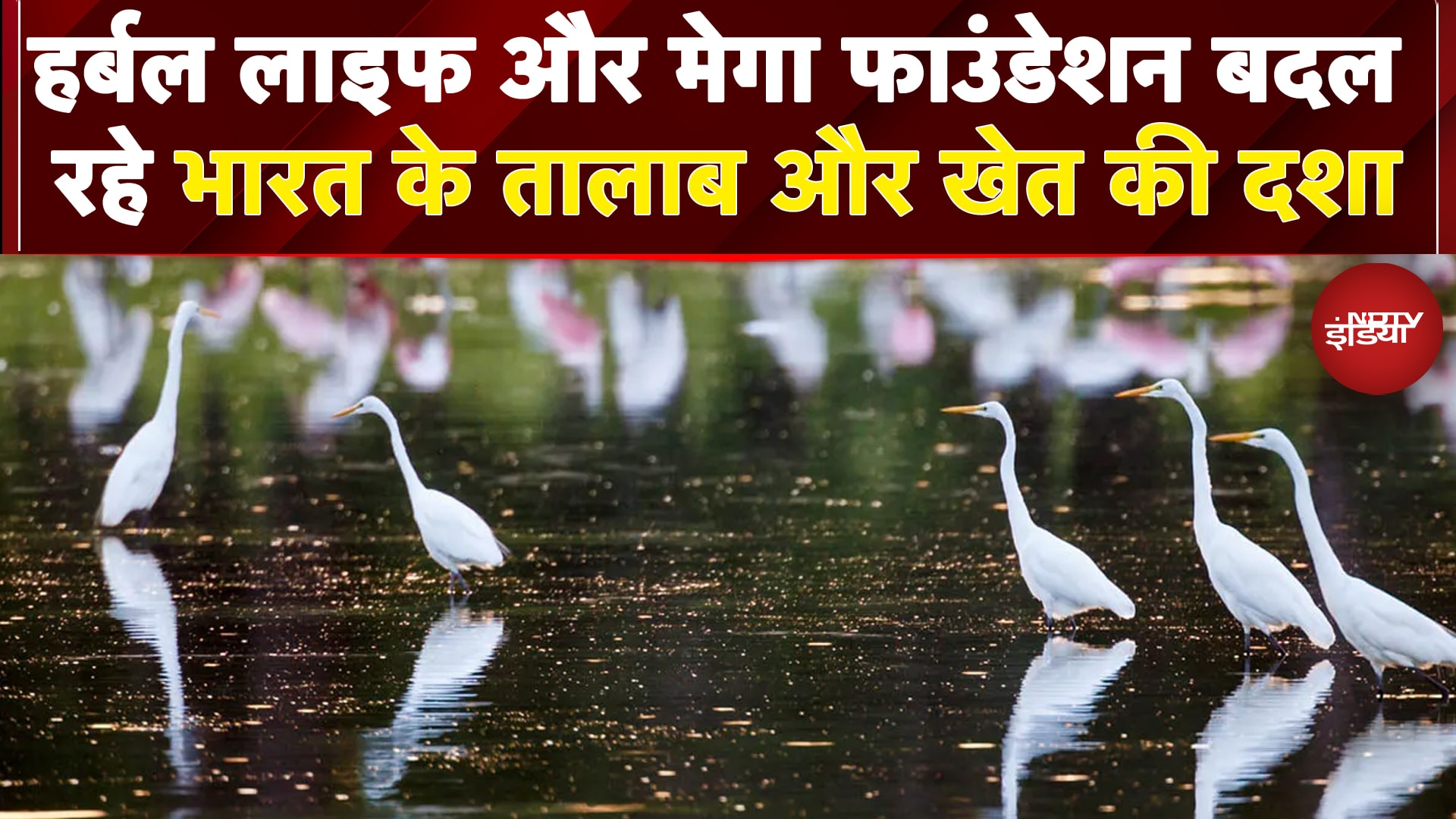 Video: Herbalife और Mega Foundation बदल रहे भारत के तालाब और खेत की दशा