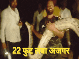 Giant Killer: एक झटके में 5 फुट की बकरी को निगल गया 22 फुट लंबा अजगर, मंजर देख ग्रामीणों की छूटी कंपकंपी Giant Killer: एक झटके में 5 फुट की बकरी को निगल गया 22 फुट लंबा अजगर, मंजर देख ग्रामीणों की छूटी कंपकंपी