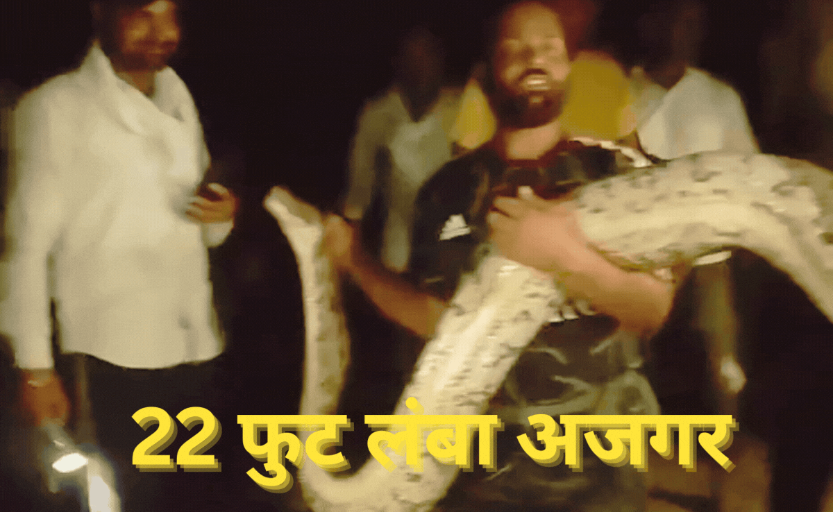 Giant Killer: एक झटके में 5 फुट की बकरी को निगल गया 22 फुट लंबा अजगर, मंजर देख ग्रामीणों की छूटी कंपकंपी