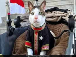 How MPs' 'Abandoned' Cats Became Unexpected Symbol Of Indonesia's Protests How MPs' 'Abandoned' Cats Became Unexpected Symbol Of Indonesia's Protests