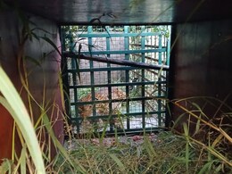 MP News: बड़वानी में दो बच्चों का शिकार करने वाली मादा तेंदुआ पिंजरे में कैद, भोपाल वन विहार में रखा जाएगा MP News: बड़वानी में दो बच्चों का शिकार करने वाली मादा तेंदुआ पिंजरे में कैद, भोपाल वन विहार में रखा जाएगा