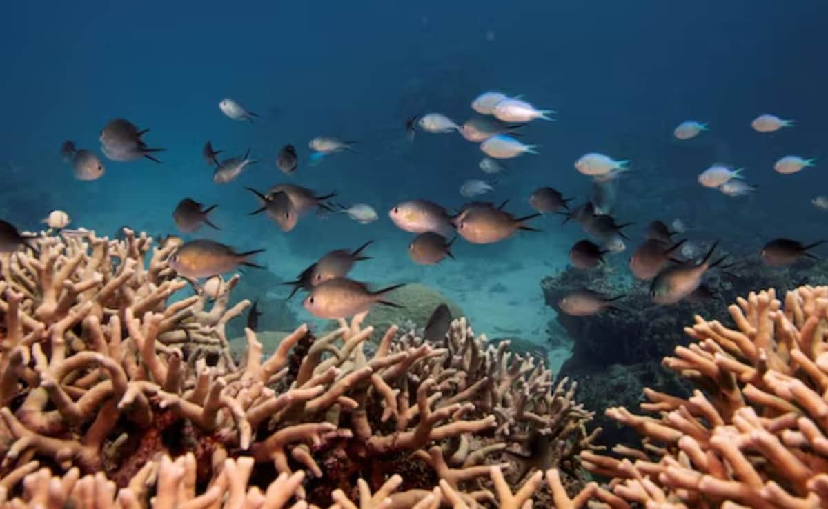 Marine heatwaves are expected to increase from 20 to 220-250 days per year Marine heatwaves are expected to increase from 20 to 220-250 days per year