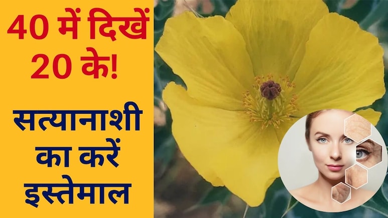नाम सत्यानाशी, लेकिन फायदों की खदान है ये पौधा, खास तरीके से किया सेवन, तो 40 में दिखेंगे 20 जैसे जवान, Science ने भी माना लोहा