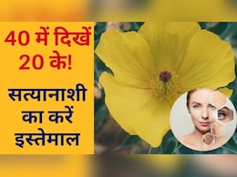 नाम सत्यानाशी, लेकिन फायदों की खदान है ये पौधा, खास तरीके से किया सेवन, तो 40 में दिखेंगे 20 जैसे जवान, Science ने भी माना लोहा नाम सत्यानाशी, लेकिन फायदों की खदान है ये पौधा, खास तरीके से किया सेवन, तो 40 में दिखेंगे 20 जैसे जवान, Science ने भी माना लोहा