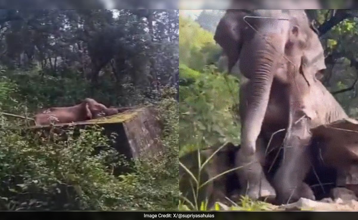 Tamil Nadu Forest Dept. Rescues Elephant From Water Tank