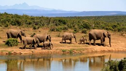 7 Safari Parks Around The World That Will Give You The 'Adventure Of A Lifetime'