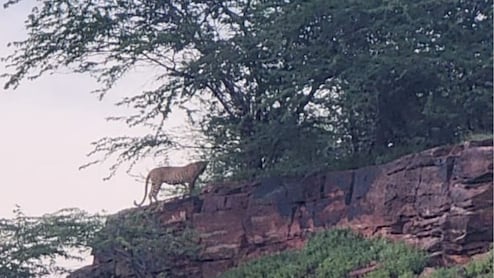 Jodhpur: पैंथर दिखने के बाद लोगों भय, 10 दिन से कर रहा है गाय-बछड़े और बकरी का शिकार
