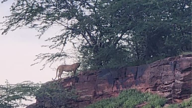 Jodhpur: पैंथर दिखने के बाद लोगों भय, 10 दिन से कर रहा है गाय-बछड़े और बकरी का शिकार