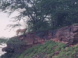 Jodhpur: पैंथर दिखने के बाद लोगों भय, 10 दिन से कर रहा है गाय-बछड़े और बकरी का शिकार Jodhpur: पैंथर दिखने के बाद लोगों भय, 10 दिन से कर रहा है गाय-बछड़े और बकरी का शिकार