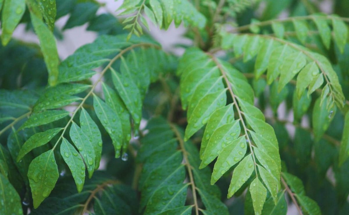 Nutritionist's 5-Minute Curry Leaf Chutney Packs As Much Calcium As A Glass Of Milk