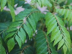 Nutritionist's Curry Leaf Chutney Packs As Much Calcium As Glass Of Milk