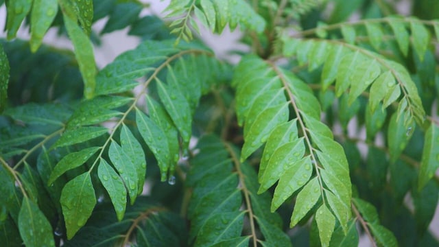 Nutritionist's 5-Minute Curry Leaf Chutney Packs As Much Calcium As A Glass Of Milk