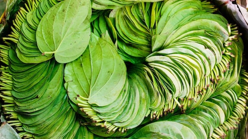 Betel Leaves Benefits: दात घासण्यापूर्वी विड्याचे पान खाल्ल्यास काय होईल? माहिती वाचून म्हणाल OMG