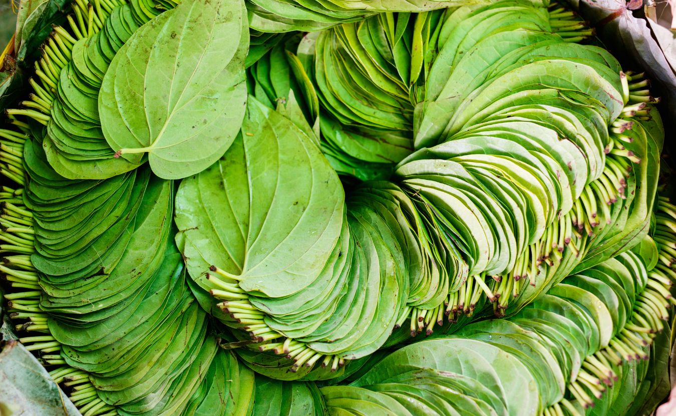 Nutritionist Pooja Makhija Breaks Down Betel Leaf Benefits At A Molecular Level