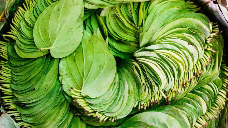 Betel Leaves Benefits: दात घासण्यापूर्वी विड्याचे पान खाल्ल्यास काय होईल? माहिती वाचून म्हणाल OMG Betel Leaves Benefits: दात घासण्यापूर्वी विड्याचे पान खाल्ल्यास काय होईल? माहिती वाचून म्हणाल OMG