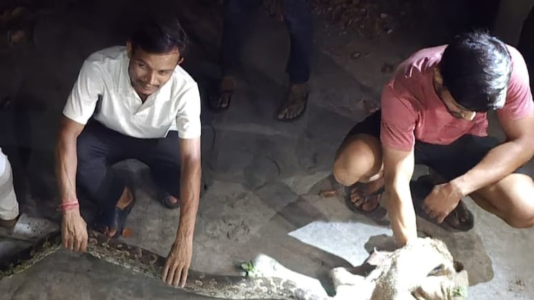 मोतिहारी में रिहायशी इलाके में घुसा 15 फीट का अजगर, वन विभाग की टीम ने जंगल में छोड़ा