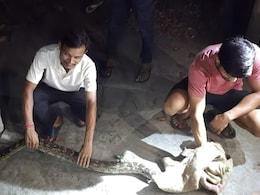 मोतिहारी में रिहायशी इलाके में घुसा 15 फीट का अजगर, वन विभाग की टीम ने जंगल में छोड़ा मोतिहारी में रिहायशी इलाके में घुसा 15 फीट का अजगर, वन विभाग की टीम ने जंगल में छोड़ा