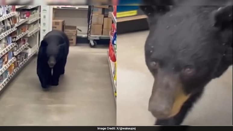 Watch: US Man Guides Wandering Bear Out Of Store, Internet Hails Him As Hero Watch: US Man Guides Wandering Bear Out Of Store, Internet Hails Him As Hero