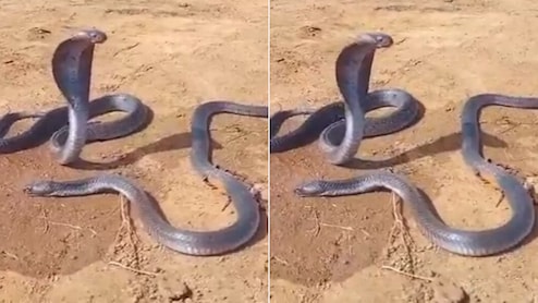 दम तोड़ रहे नाग को टकटकी लगाकर देखती रही नागिन, Video देख पसीजा लोगों का दिल, बोले- अपनों के जाने का...