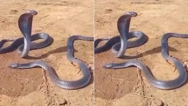 दम तोड़ रहे नाग को टकटकी लगाकर देखती रही नागिन, Video देख पसीजा लोगों का दिल, बोले- अपनों के जाने का...