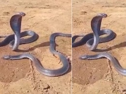दम तोड़ रहे नाग को टकटकी लगाकर देखती रही नागिन, Video देख पसीजा लोगों का दिल, बोले- अपनों के जाने का... दम तोड़ रहे नाग को टकटकी लगाकर देखती रही नागिन, Video देख पसीजा लोगों का दिल, बोले- अपनों के जाने का...