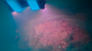 Tamil Nadu's Sunken Port City: What Archaeologists Found 12 Metres Under The Bay Of Bengal