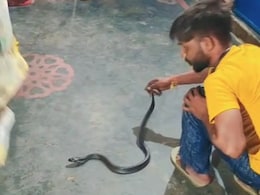 UP Man Dies Of Snakebite While Filming Video UP Man Dies Of Snakebite While Filming Video