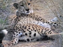 India To Receive New Batch Of Cheetahs As Survival Rates Outpace Global Average