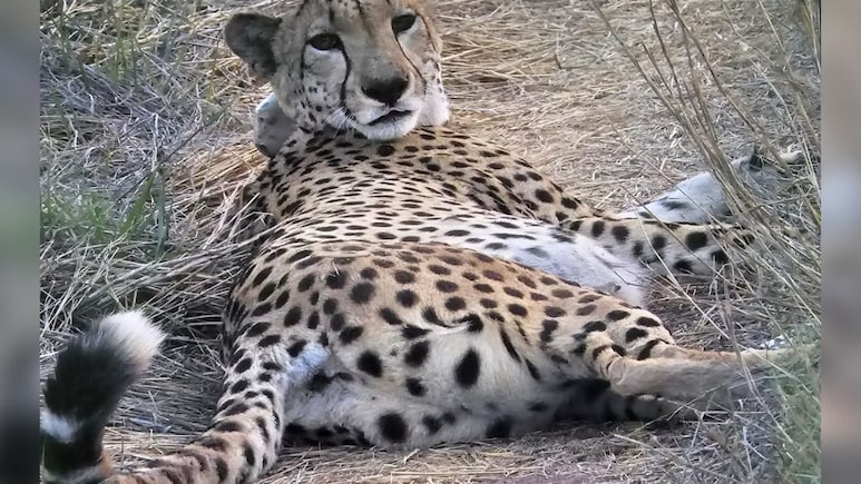 India To Receive New Batch Of Cheetahs As Survival Rates Outpace Global Average