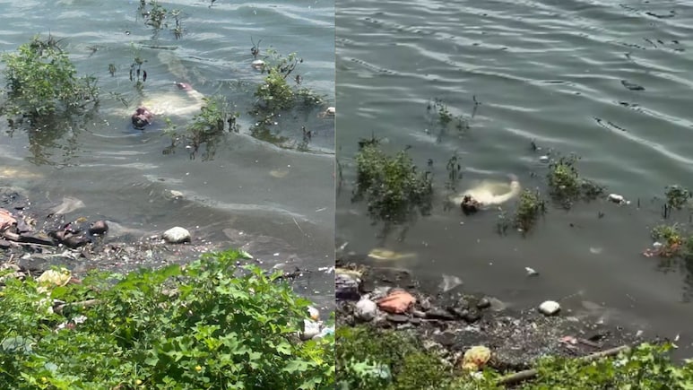 पानी में तैरती दिखी युवक की बॉडी... शव समझकर गोताखोर को बुलाया फिर जो हुआ उसे देख पुलिस भी चौंक पड़ी
