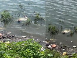 पानी में तैरती दिखी युवक की बॉडी... शव समझकर गोताखोर को बुलाया फिर जो हुआ उसे देख पुलिस भी चौंक पड़ी पानी में तैरती दिखी युवक की बॉडी... शव समझकर गोताखोर को बुलाया फिर जो हुआ उसे देख पुलिस भी चौंक पड़ी