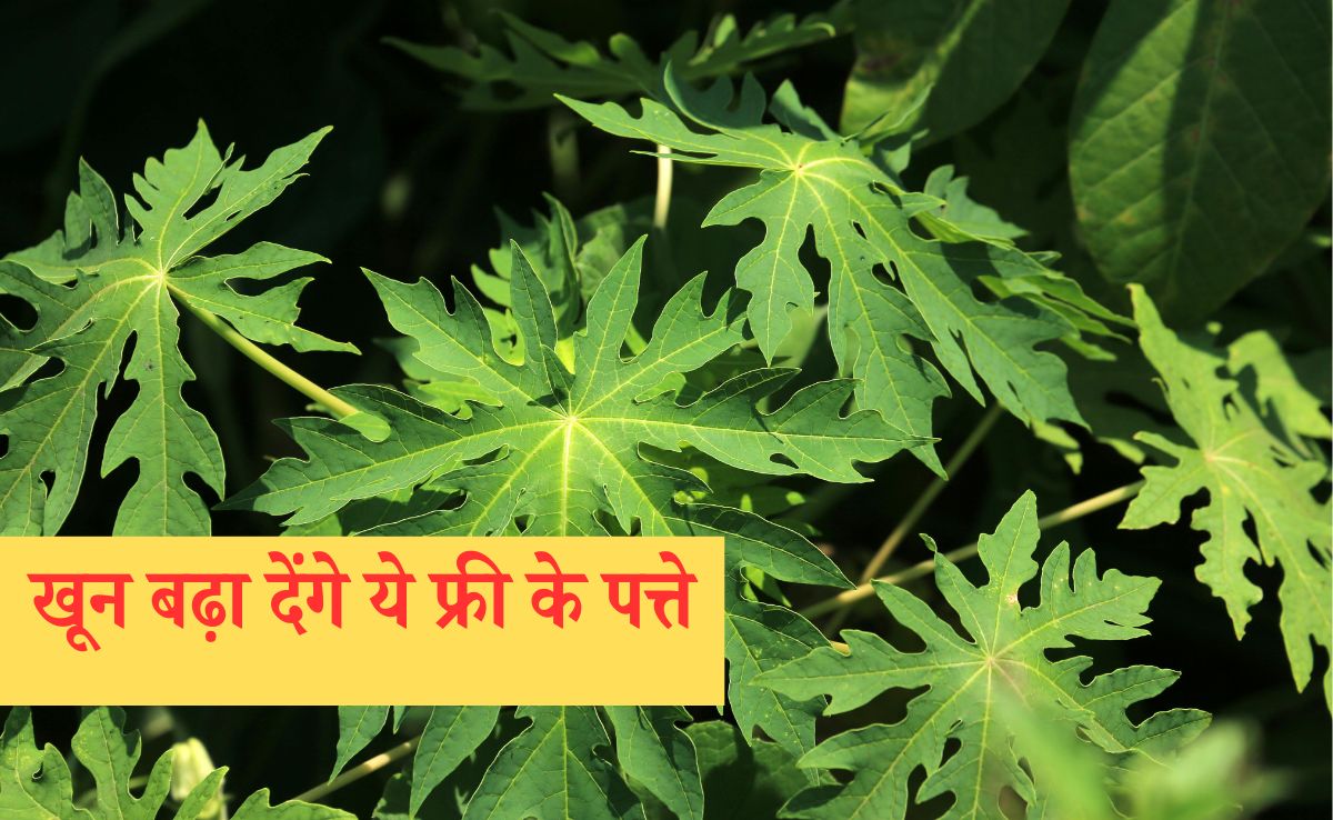 National Nutrition Week 2025: फ्री में मिलने वाले ये पत्ते बढ़ा देंगे खून, हीमोग्लोबिन में दिखने लगेगा असर