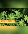 National Nutrition Week 2025: फ्री में मिलने वाले ये पत्ते बढ़ा देंगे खून, हीमोग्लोबिन में दिखने लगेगा असर