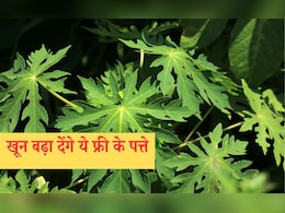 National Nutrition Week 2025: फ्री में मिलने वाले ये पत्ते बढ़ा देंगे खून, हीमोग्लोबिन में दिखने लगेगा असर National Nutrition Week 2025: फ्री में मिलने वाले ये पत्ते बढ़ा देंगे खून, हीमोग्लोबिन में दिखने लगेगा असर