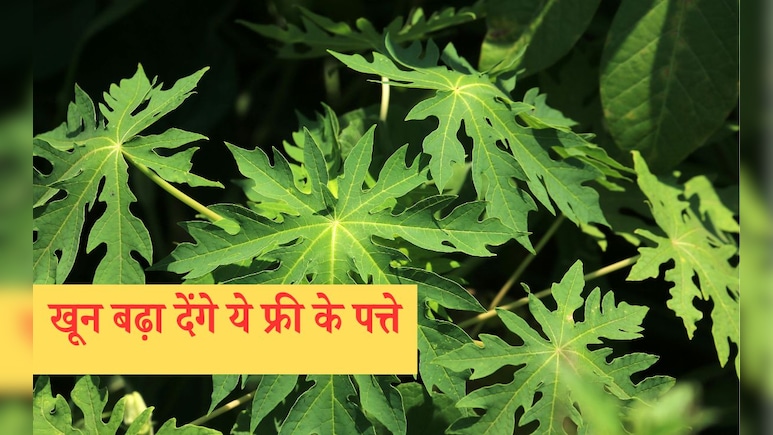 National Nutrition Week 2025: फ्री में मिलने वाले ये पत्ते बढ़ा देंगे खून, हीमोग्लोबिन में दिखने लगेगा असर National Nutrition Week 2025: फ्री में मिलने वाले ये पत्ते बढ़ा देंगे खून, हीमोग्लोबिन में दिखने लगेगा असर