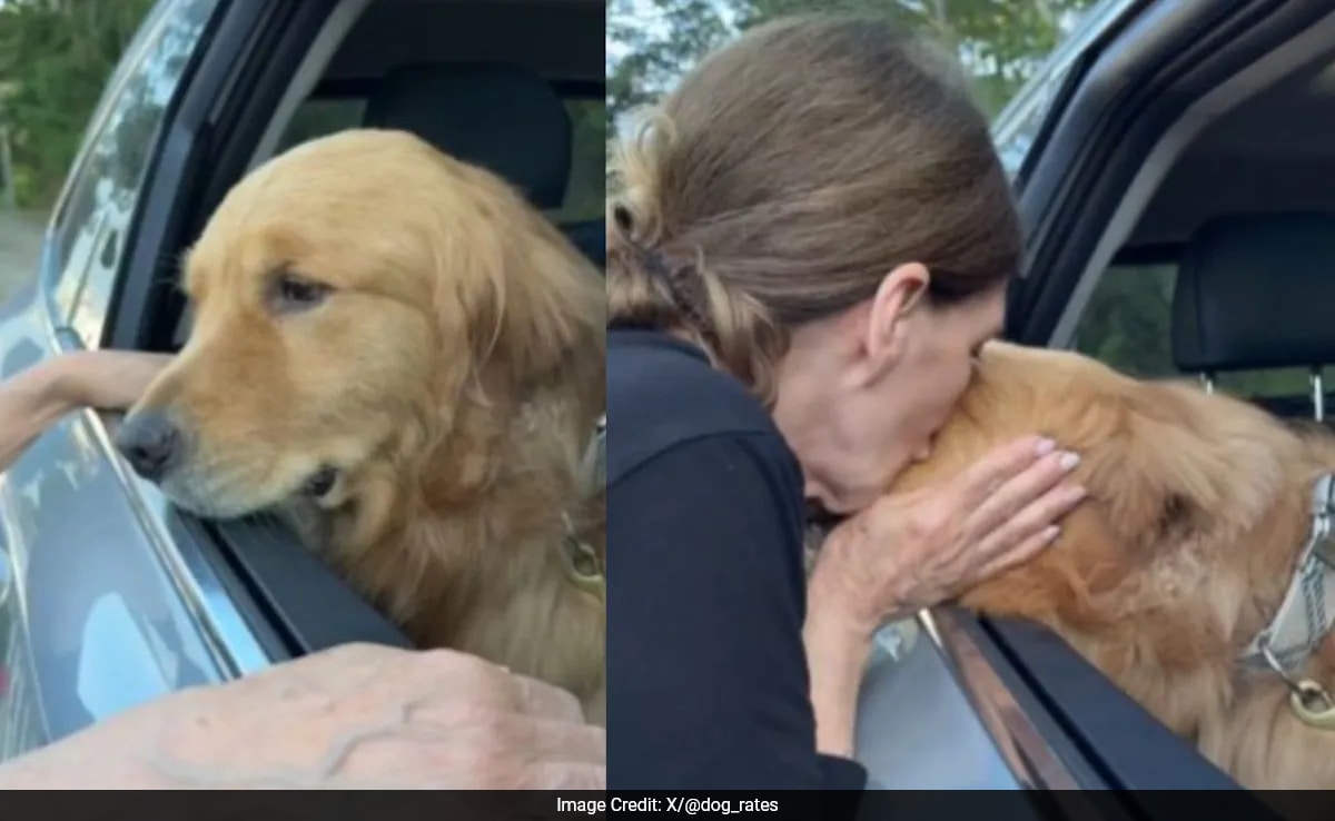 Golden Retriever's Emotional Goodbye to Grandma Goes Viral