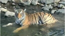 Rajasthan: रणथंभौर टाइगर रिजर्व में बड़ा खतरा, 65 करोड़ का सर्विलांस सिस्टम ठप, बाघों की सुरक्षा खतरे में